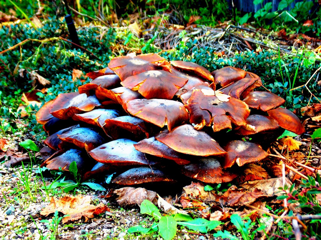 Toad Stools 