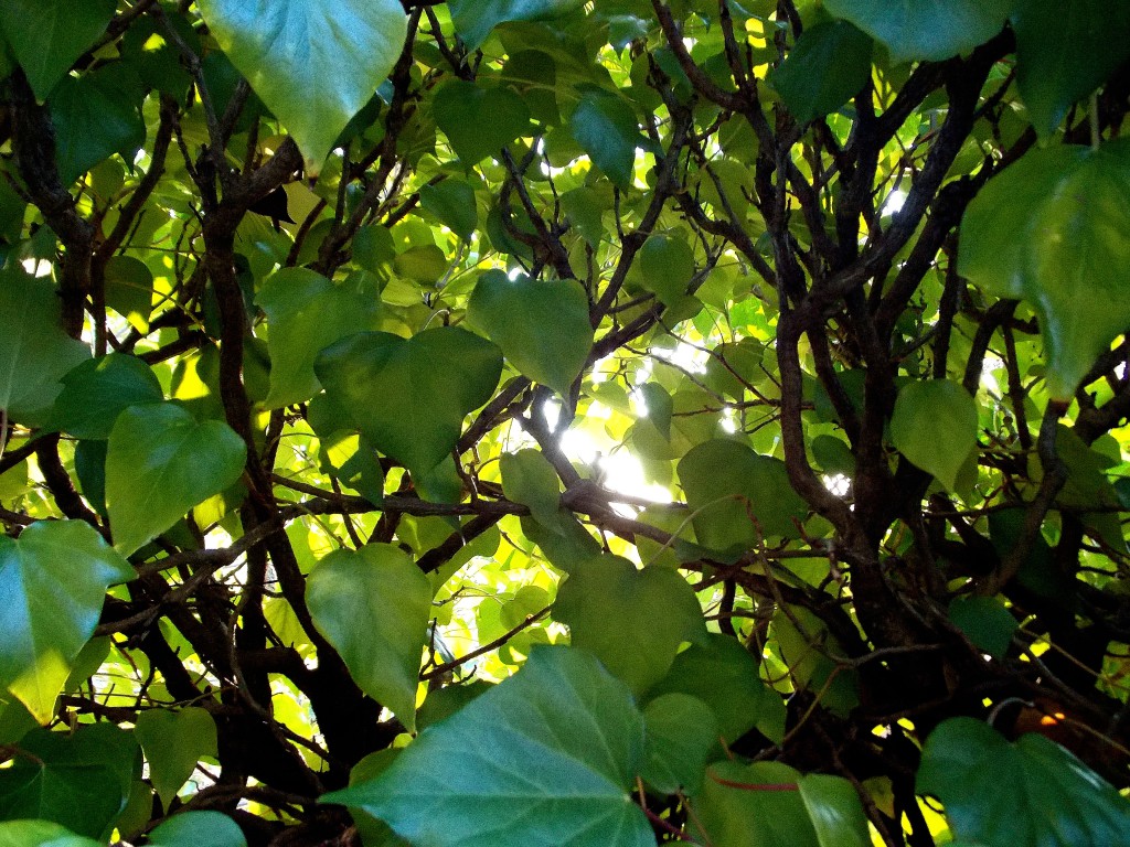 A Garden Behind the Ivy