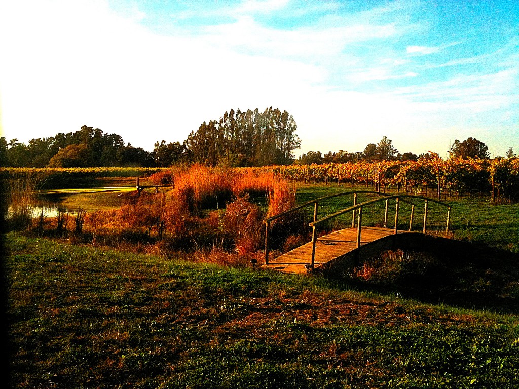 A Vineyard in early Fall 