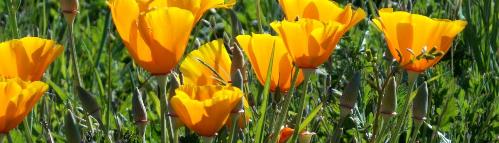 California Poppies