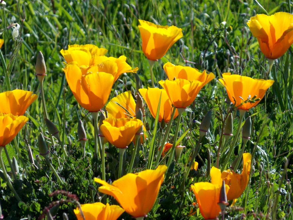 California Poppies