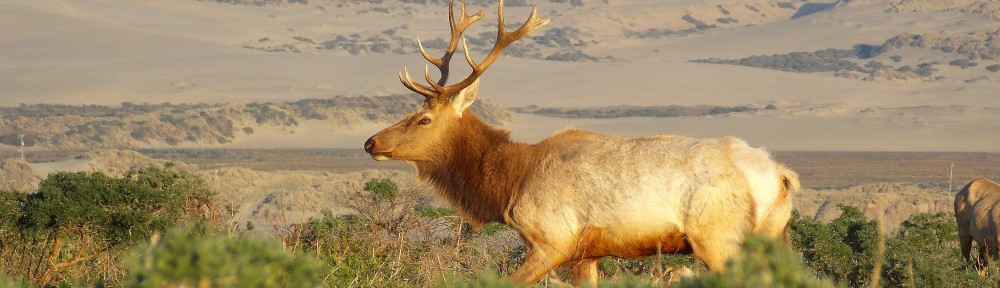 Elk