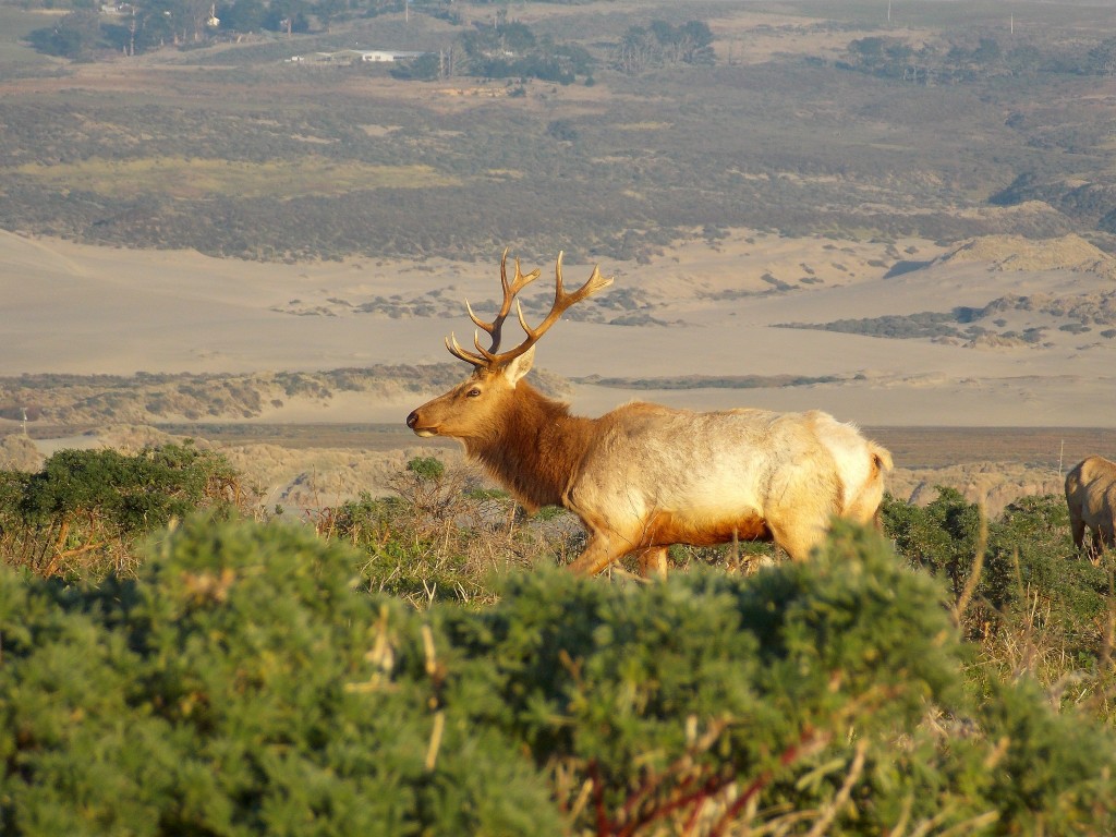 Elk